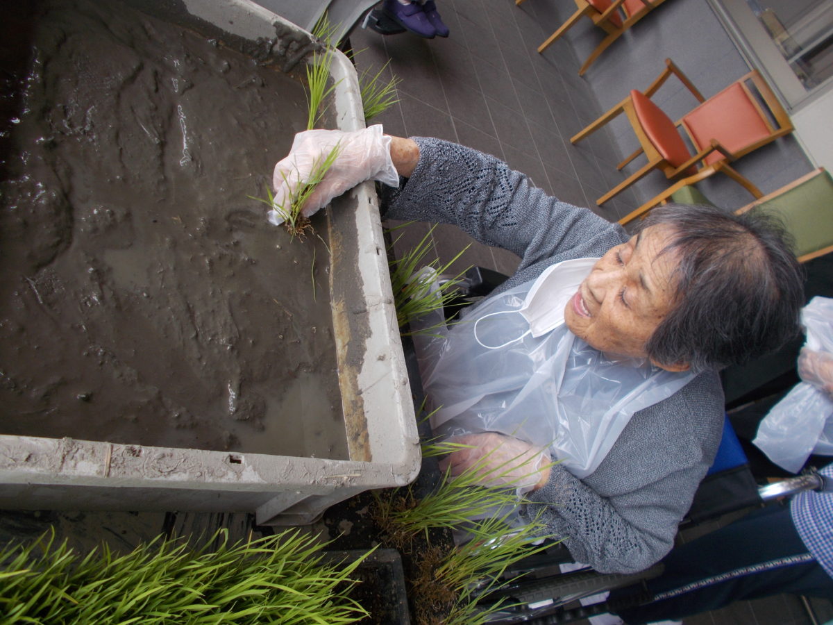 今年も田植えを行いました